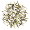 Mim Exotic Spring White Tea