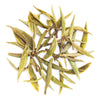 Mim Exotic Spring White Tea